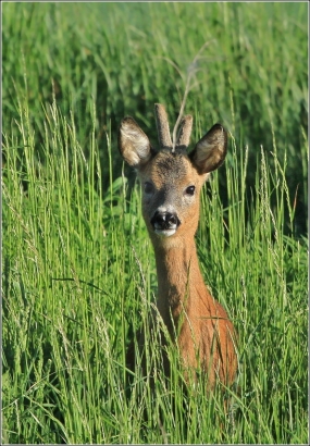<p>SRNEC OBECNÝ (Capreolus capreolus) Šluknovsko - Jiříkov /European roe deer - Reh/</p>